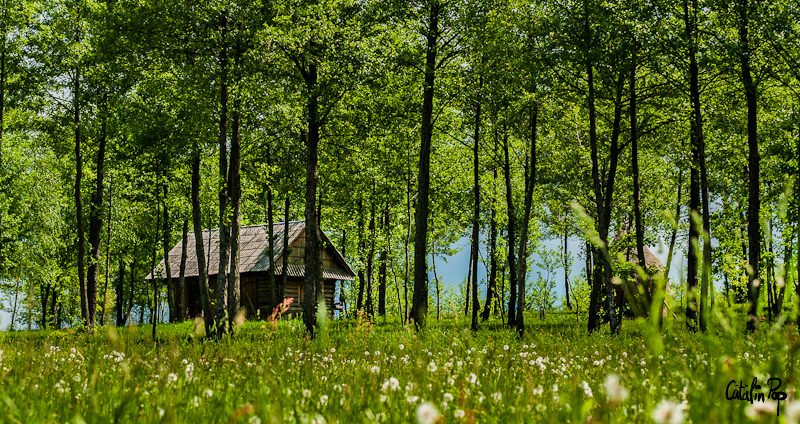 Podure din Maramures