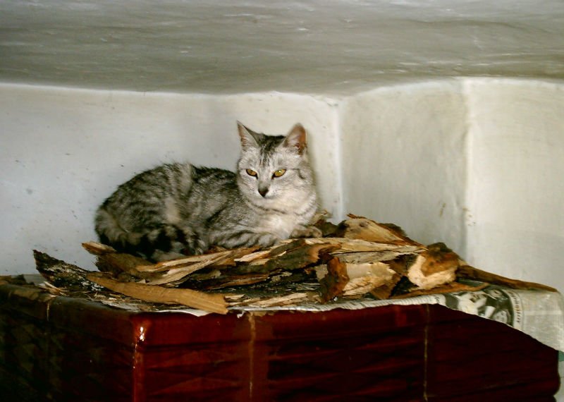 pisica