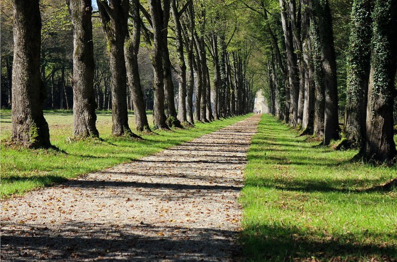 padure copaci stejar (2)
