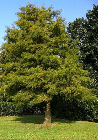 sequoia