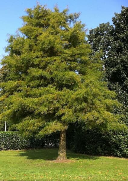 sequoia
