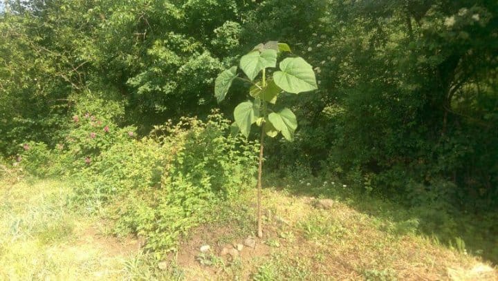 sa plantezi un copac
