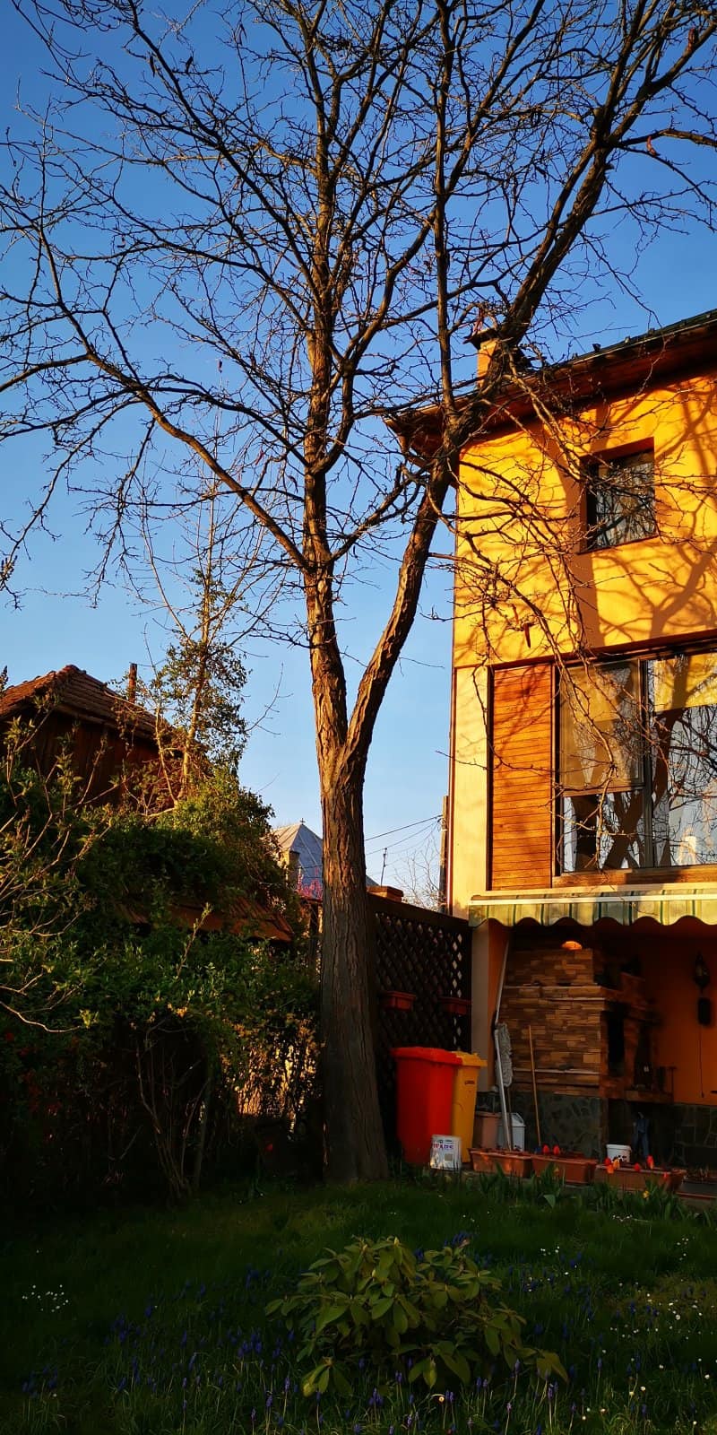 Gladiță - roșcov