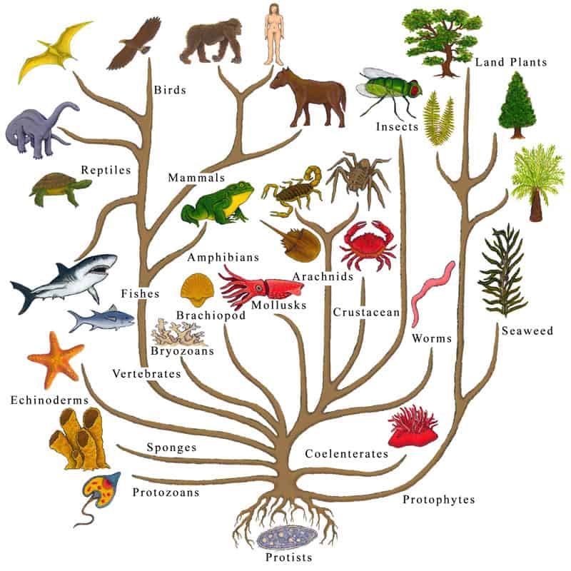 tree of life