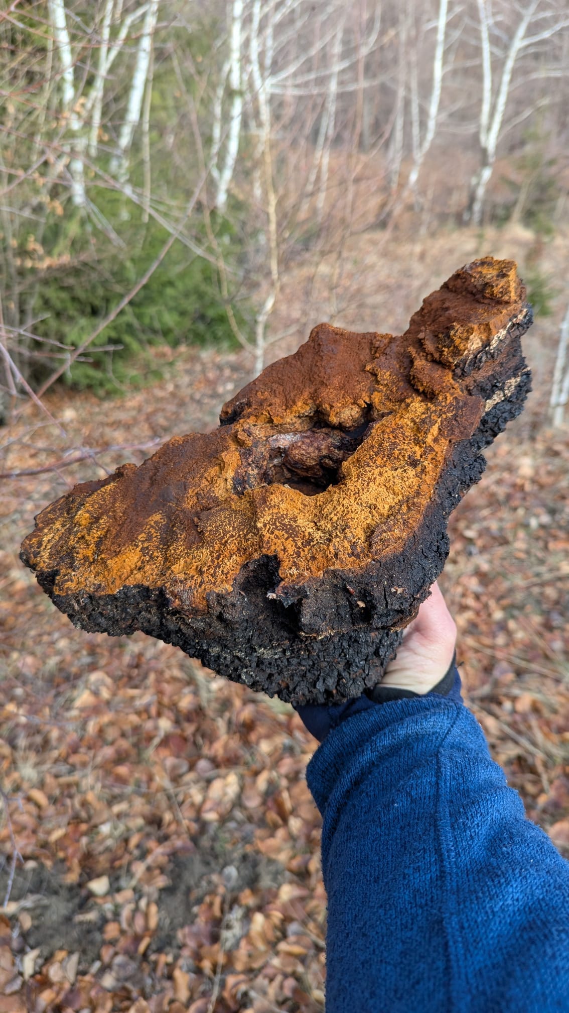 chaga mare